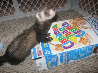 Mookie and Cereal Box