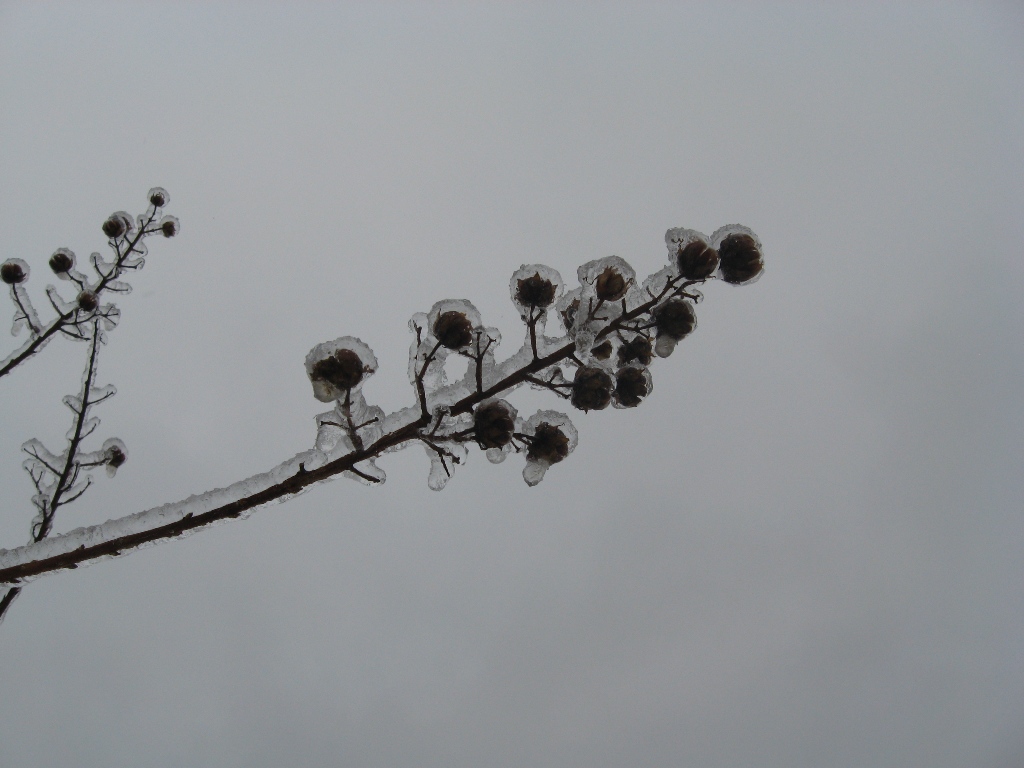 Frozen Pods