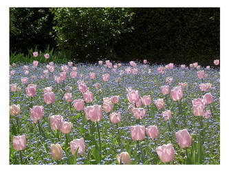 Tulips-flower series