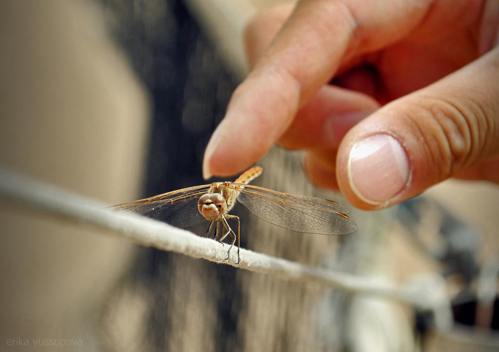 Rick Riker Dragonfly Deviantart dragonfly by rikrikrik on DeviantArt