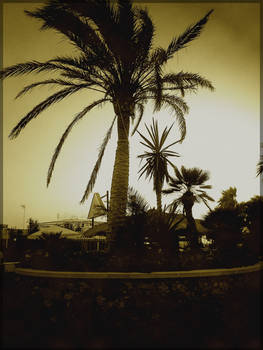 The palm tree