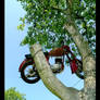 Moto en arbol