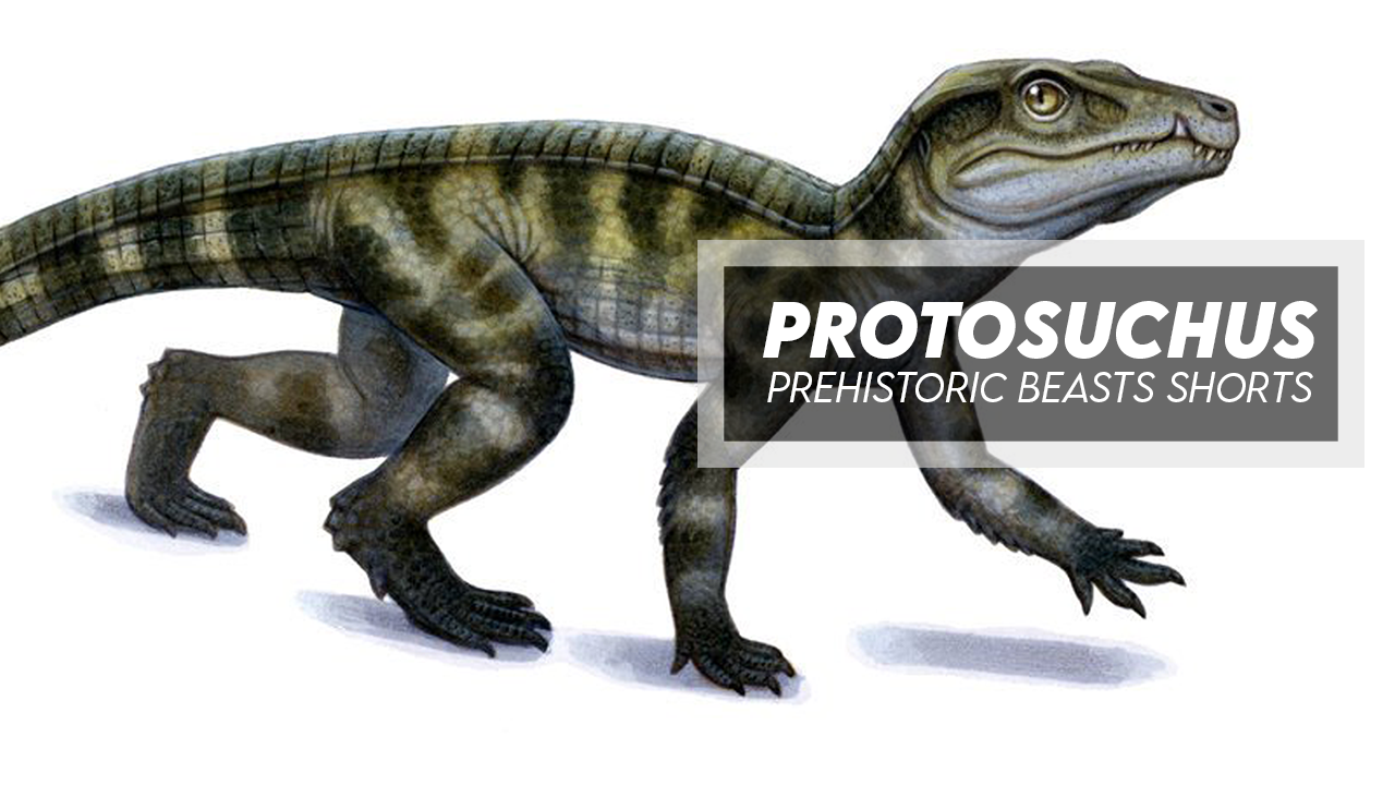 Facts: Protosuchus - Early Crocodylomorph by MadWizard38 on DeviantArt
