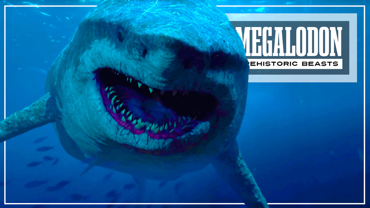 Tooth analysis confirms the megalodon - a huge ancient shark - was  warm-blooded