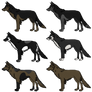 Wolfdog Color Variations 2