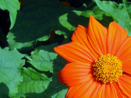 Orange Flower -Background