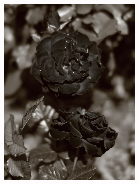 black rose