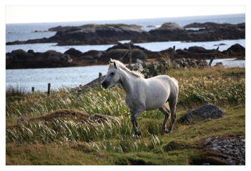 Connemara Mare run