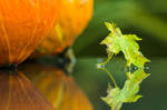 Autumn 2 by bulllion