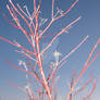 Branches