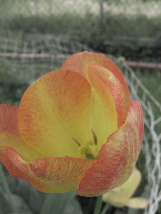 Tulip