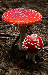 Fly Amanita