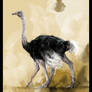 Ostrich