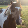 Pinto Horse ||