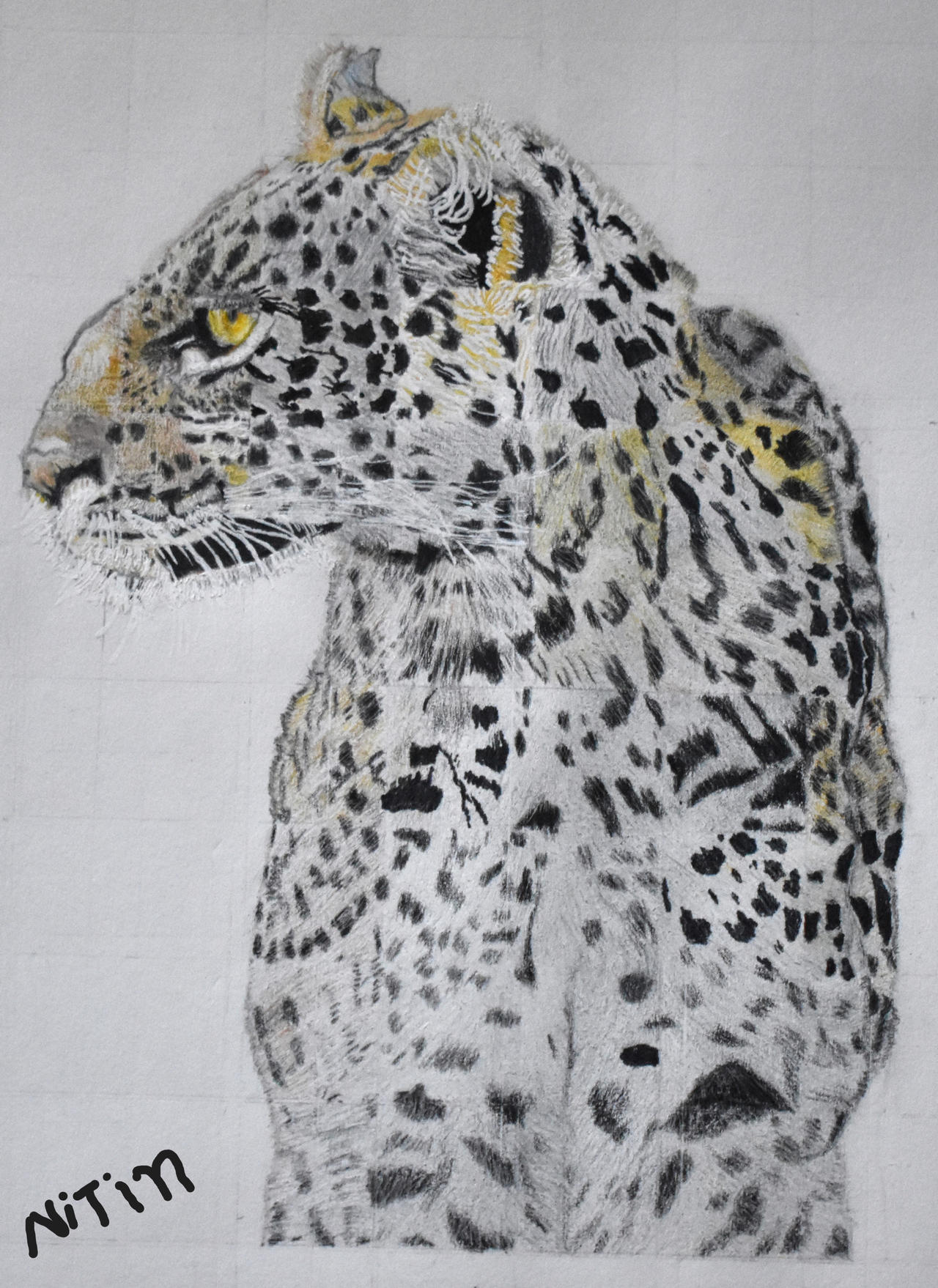Leopard by nitinrajput90 on DeviantArt