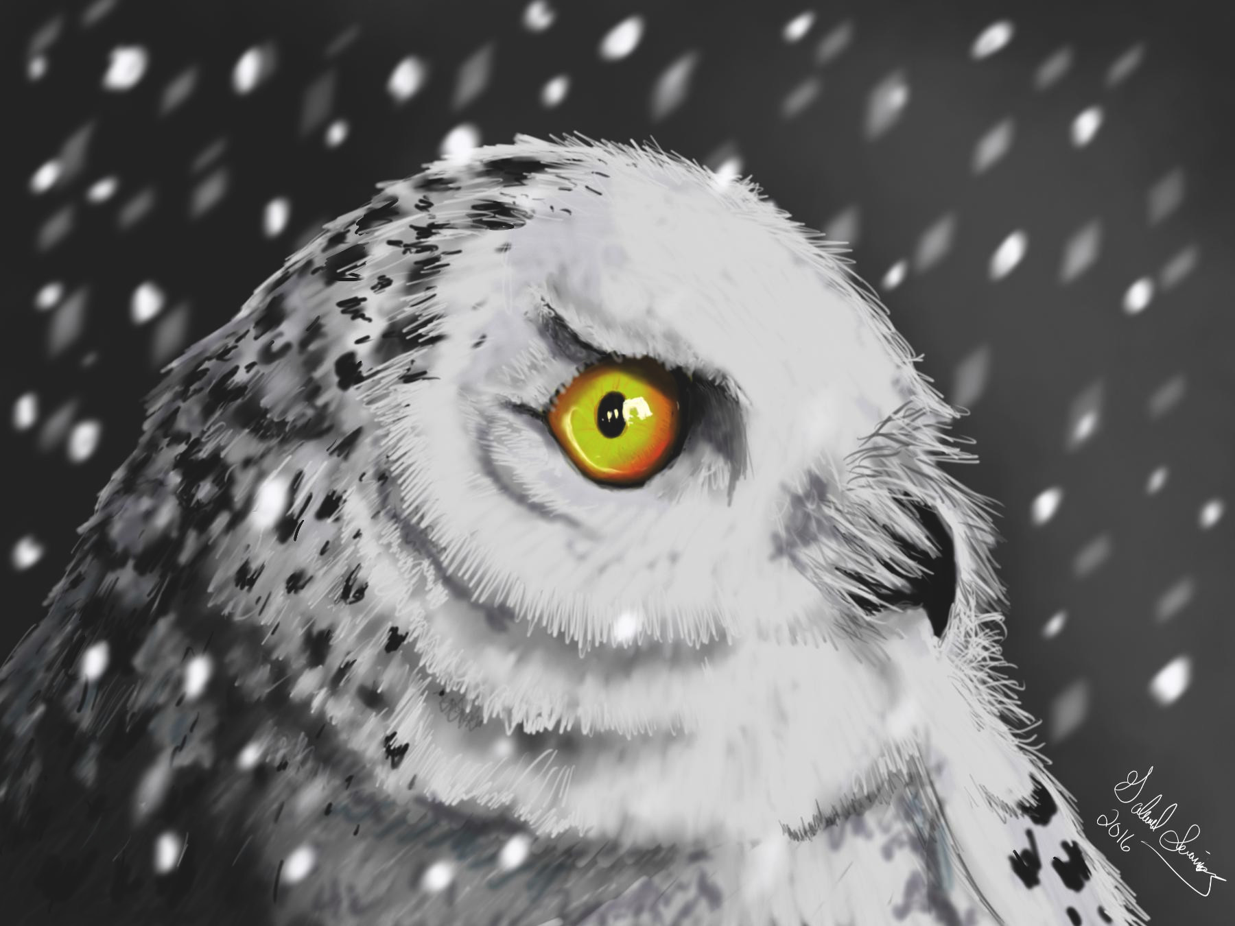 Snow owl -Jan 2016