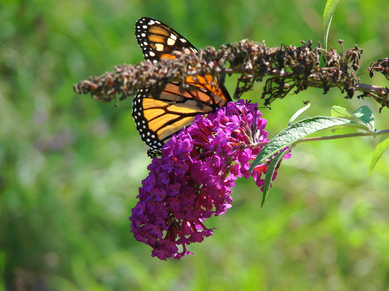 Butterfly that crossed my Path