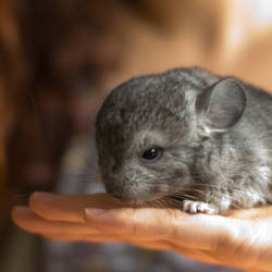 Baby Chinchilla