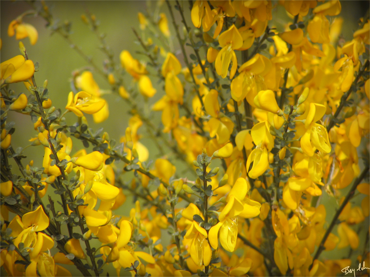 Yellow Flowers