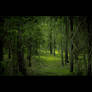 Green Forest