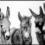 Donkeys