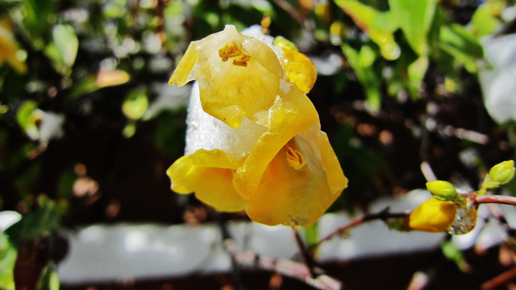 Snow Flowers