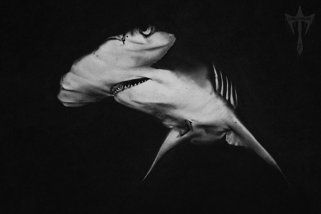 Realistic Hammerhead Shark Charcoal Drawing by Echoesinthefog on DeviantArt