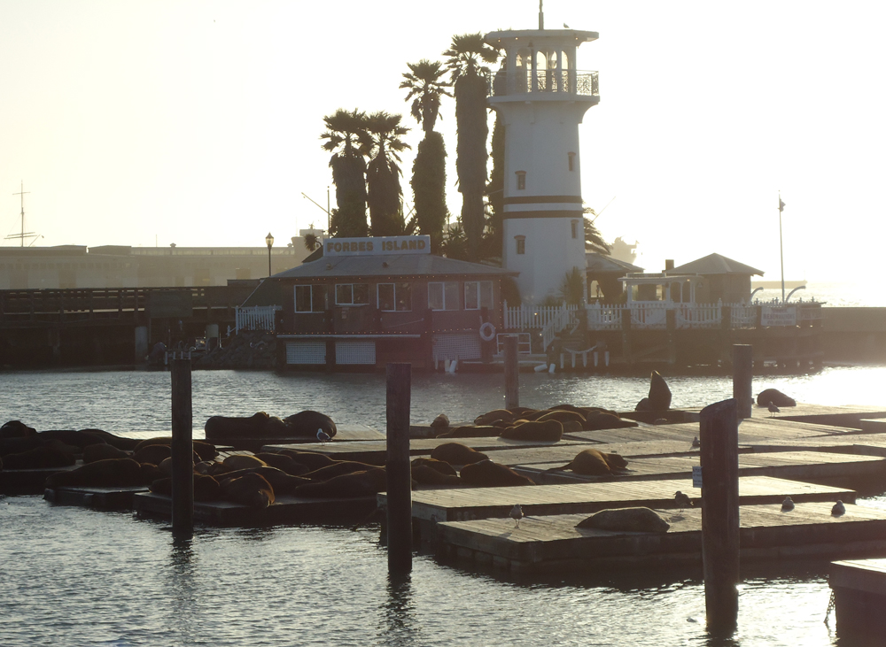 the seals at pier 39