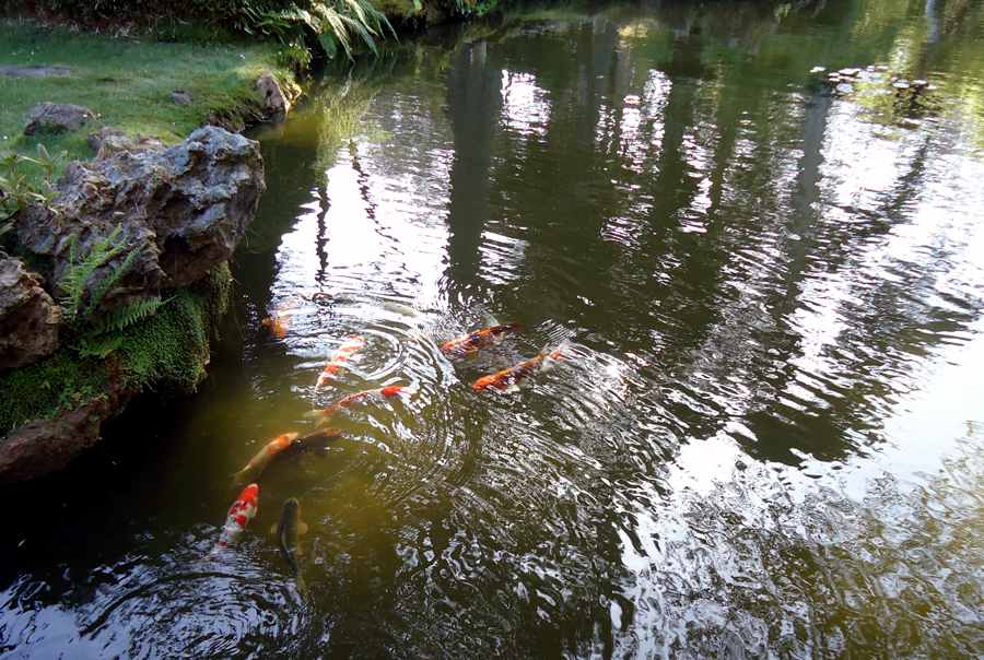 tea garden koi pond