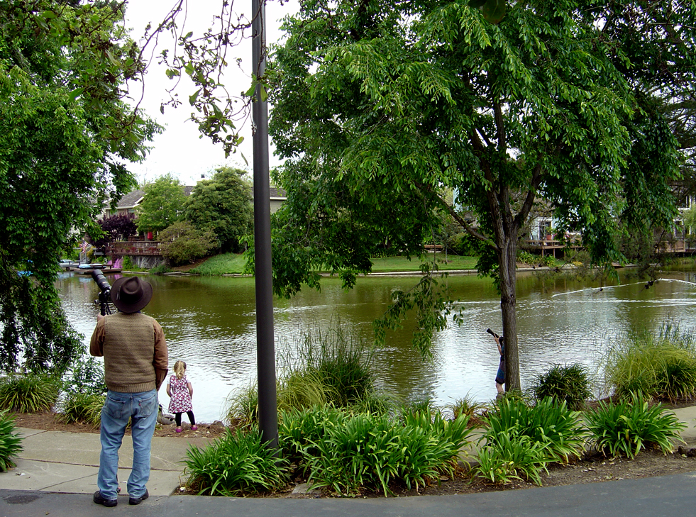 Alameda egret tree