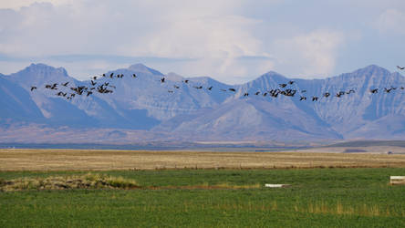 Canada Geese