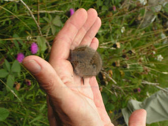 Little vole