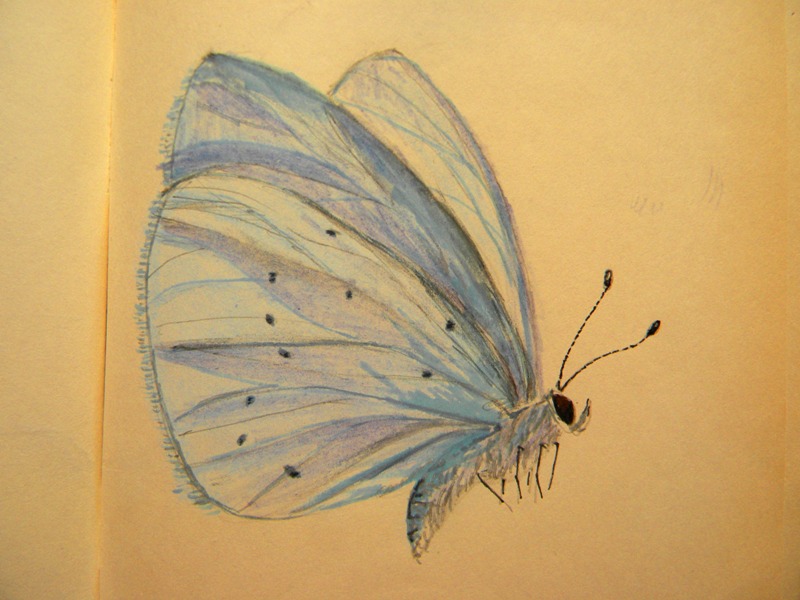 blue butterfly