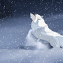 dotw: watch where you put your paws