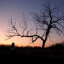 Sunset Tree