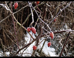 winter friends?