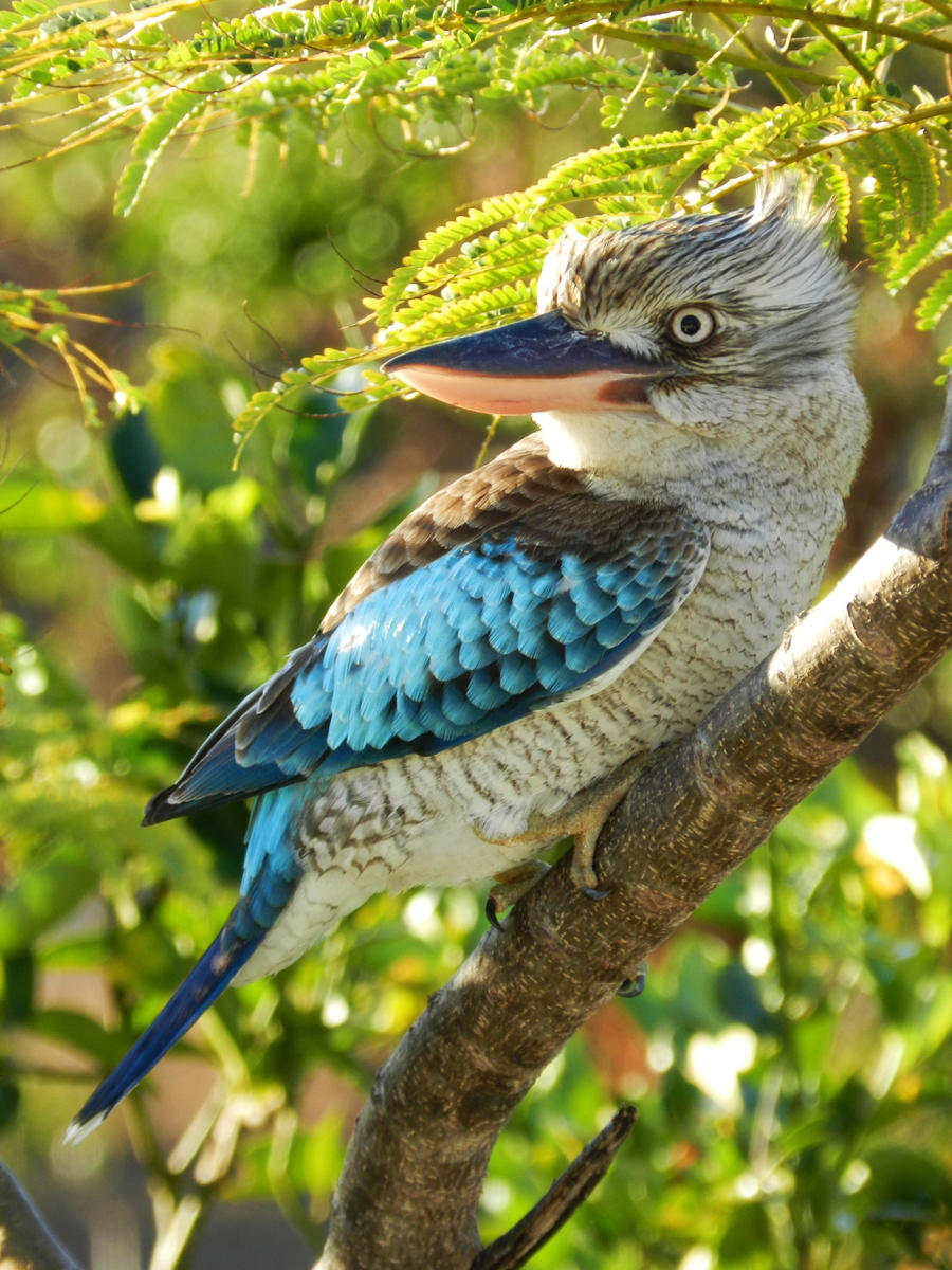 Kookaburra