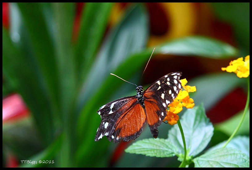 Butterfly 6