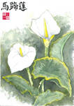 Calla Lillies by J-Rayner