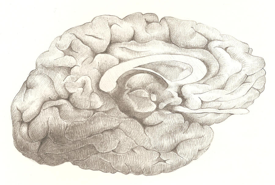 The Brain by J-Rayner on DeviantArt