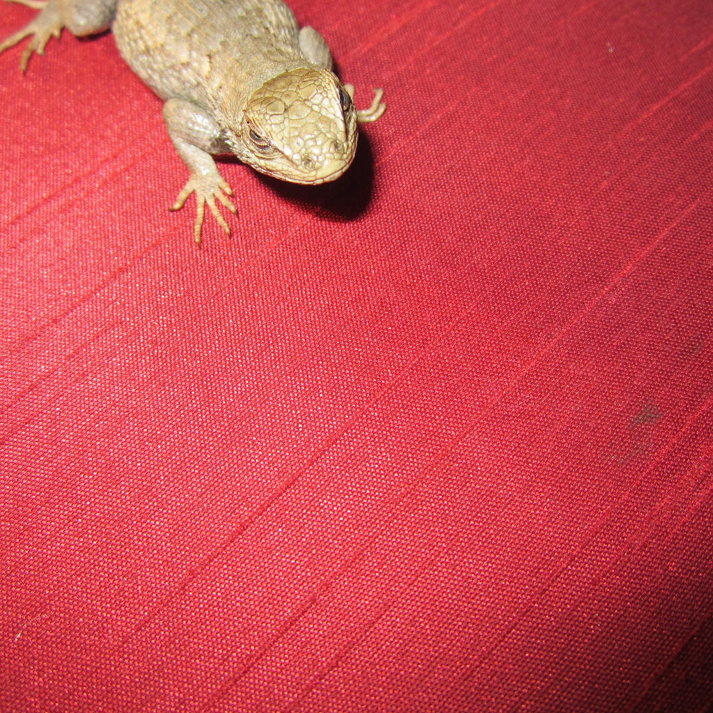 Lizard on a Pillow 2