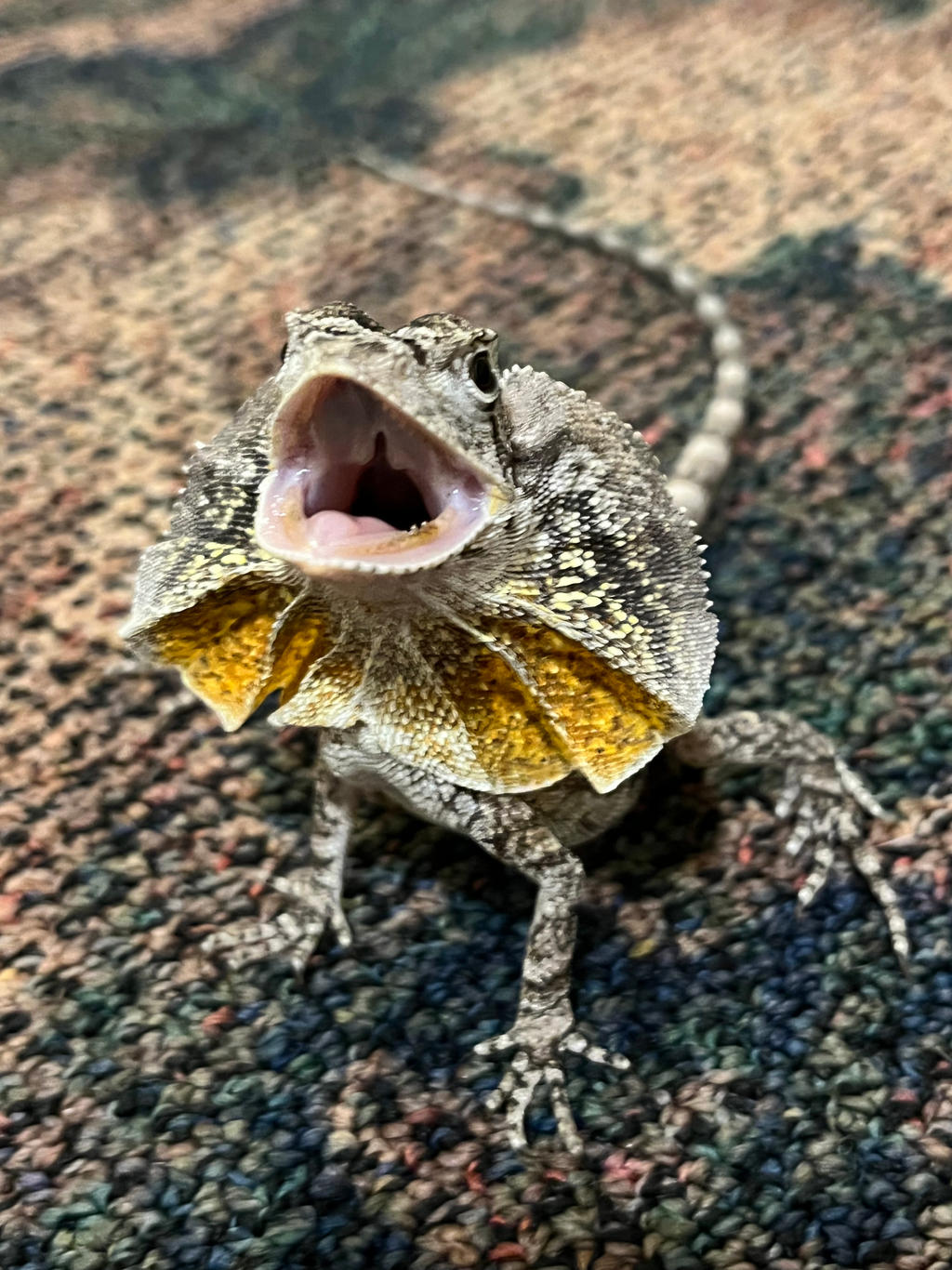 Baby Frilled Lizard by shastasnow on DeviantArt