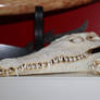 crocodile skull