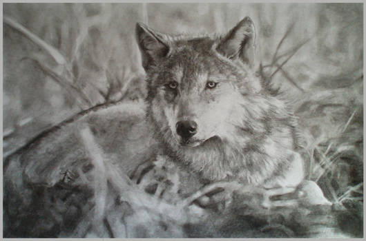 The gray wolf