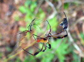 Golden Silk Orbweavers 1