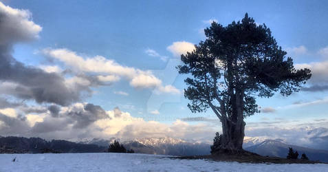 Arbol en el nieve