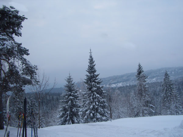 arboles nevados 2