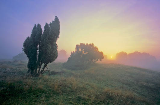 Juniper trees in early morning fog No. I