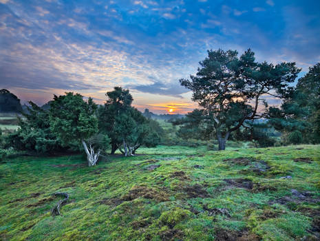 Sunrise over the Juniper Grove