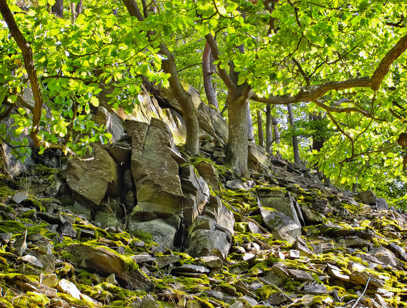 Rocks and oaks of the Daudenberg